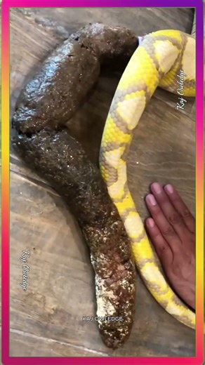 Giant Python Poop After Eating Rabbit! 🐍💩