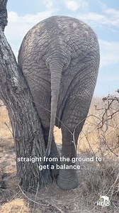 Jabulani Takes a Nap 💤 Wild African elephants spend most of their days either eating or looking for food In addition to drinking or taking mud and sand baths and this leaves them with very little time for naps. While another of Africa’s giants, the rhino, takes a siesta during the hottest part of the day and sleeps deeply and for up to eight hours a day, the African elephant works straight through.Unlike us, they don’t require eight hours of uninterrupted sleep to be able to function the next d