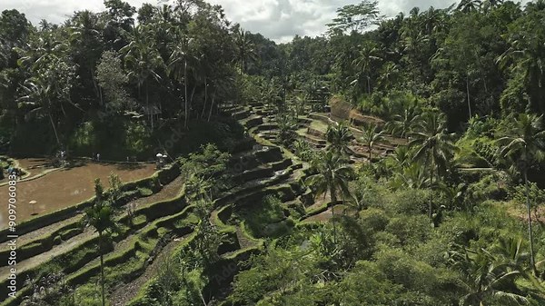 Soft lullaby of rustling palms and trickling streams, timeless song of life and growth