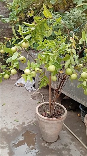Tons of Guavas in a Small Pot! 🤯 | ​Amazing Guava Plant in a Pot 🪴