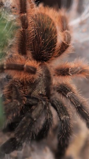 127 reactions · 4 comments | TERRIFYING TARANTULAS #2 Darth Maul Tarantula - Psalmopoeus victori #tarantula #spider #halloween | The Tarantula Collective | Facebook