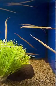 Red line pipefish (Microphis brachyurus) Close relative to the seahorse 🌊🐴 These freshwater pipefish require a quiet tank with peaceful tank mates. Ideally a planted aquarium with regular live food. #skinnylegend #grosvenortropicals #lisburn #freshwateraquarium #freshwaterpipefish | Grosvenor Tropicals