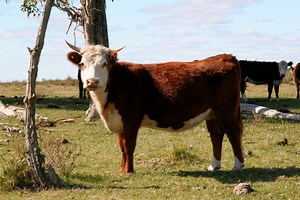The Process of Buying Half a Cow From a Farm