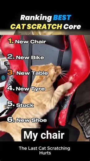 Ranking the MOST PAINFUL Cat Scratches Ever! 🙀💥 #CatCore #CatScratch