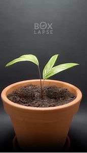 Ghost Pepper And Snake Fruit Timelapse