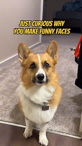 Sven kept staring 👀 at me… #dogs #doglife #instadaily #cute #dogdad #animals #funny | Lifeof Almond