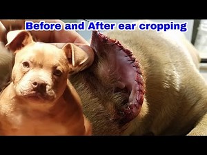 "American Bully Ear Cropping" What crop do you like best?