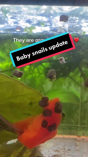 Baby Snails Update: Growing Healthy Family of 51 Babies 🐌❤️