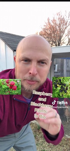 Benefits of Using Mulch for Growing Raspberries and Blackberries