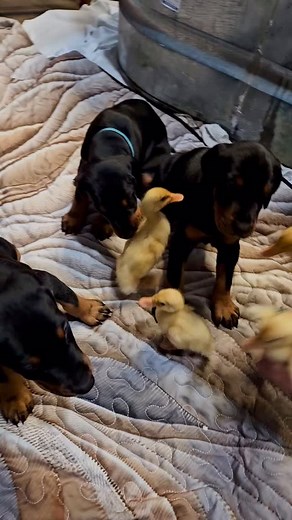 Doberman puppies and baby ducks? That’s a recipe for pure cuteness. Our “P” litter dobie pups are officially four weeks old — enjoy the adorable chaos! www.protectiondogsales.com #puppies #doberman #dobermanpinscher #dobermanpuppy #dobermansofinstagram #familyprotection #family | David Harris