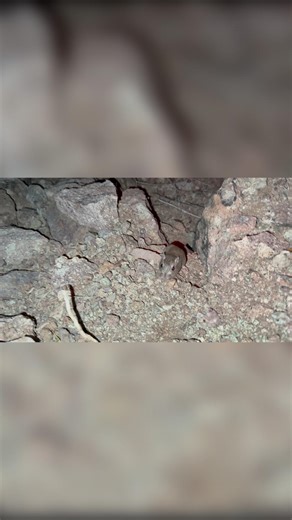 A desert MOUSE crawled over my leg to steal our food!