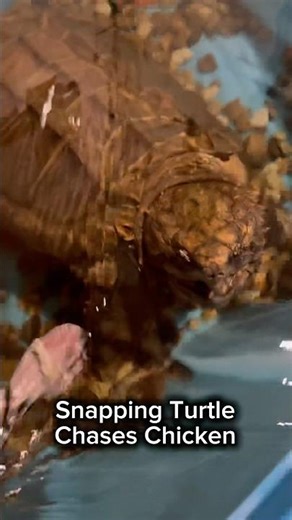 Snapping Turtle Chases Chicken #shorts #turtle