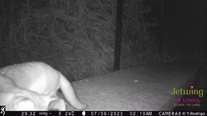 Glimpse of a Rusty Spotted Cat prowling through our Conservation Site. Rusty-spotted Cats (Prionailurus rubiginosus) are also the Smallest Wild Cat species in Asia found in Sri Lanka, India and a small part of Nepal. #jetwinghotels #Jetwingviluyana #SriLanka #wildlife #conservation #wildcats #SWCCF | Jetwing Vil Uyana, A Luxury Reserve