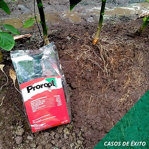 ProRoot un enraizador de alta calidad. Aqui mostramos algunos casos de éxitos y fotos testimoniales de sus resultados. ProRoot Hecha Raíces Como Ninguno Para más información visita: https://fagro.mx/producto/proroot/ | Grupo Fagro