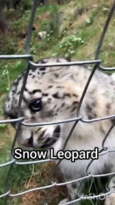 All 7 big cat species sound....