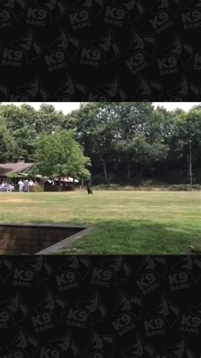 21K views · 1.5K reactions | MALINOIS #EXTREME #DOGS #K9BANG #KNPV #48 | K9 BANG | Facebook