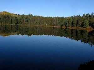 Wolves howling in Algonquin Park
