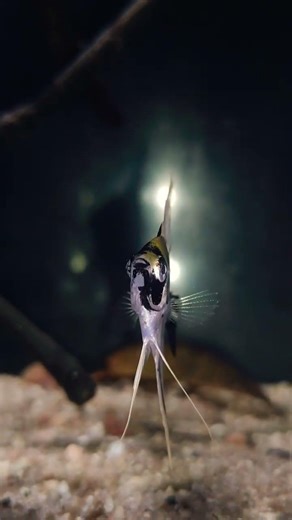beautiful baby Angelfish #aquarium #feeds