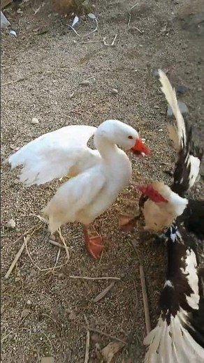Goose vs Duck | Goose vs Muscovy Duck | Duck and goose fight.