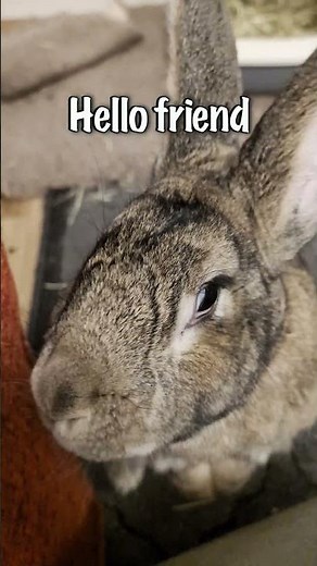 Surprising A Flemish Giant Rabbit