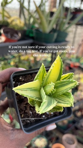 Quick succulent tip: Planting cuttings is perfectly fine as long as you remember not to water until you have roots. There has to be roots to absorb the water. Otherwise, your plant may rot. I always do a little tug test and check for resistance which usually means there are roots down there.