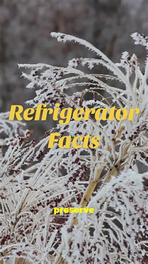 Deep Dive: 5 Mind Blowing Refrigerator Facts! #fact #refrigerator #science #nature #tech