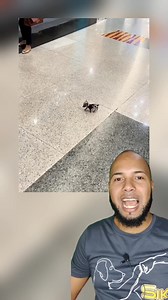 Todos lo querían 🦮🥰de tan hermoso que es el 💕 #sigueme #siky | Siky