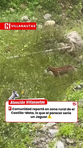 Avistamiento de jaguar en puente sobre río La Cal, El Castillo (Meta)