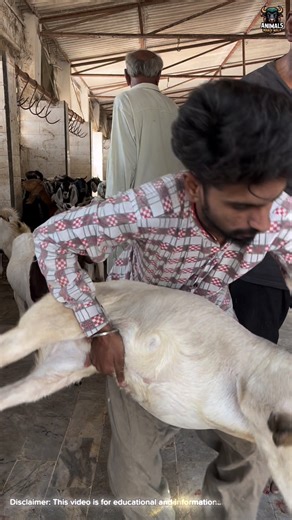 Ek Din Goat Slaughter House Mein 😳 | Educational Reality Video