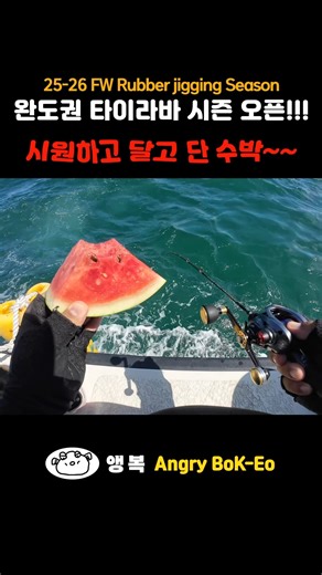 참돔과 수박 공통점~ 시원함! ㅋㅋ 2025~26 FW 완도 참돔시즌 오픈! #참돔 #타이라바 #완도 #행복드림2호