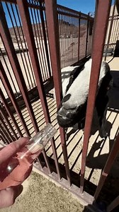 Lajitas Texas Usa February 22 2024 Stock Footage Video (100% Royalty-free) 3961158577 | Shutterstock