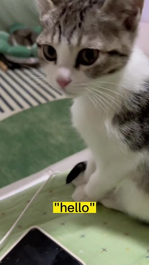 How to Pronounce Kitty | Shirlen Cats Lover