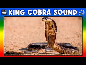 🐍 KING COBRA SOUND - KING COBRA SOUND EFFECT - SOUND OF KING COBRA - NOISE OF KING COBRA