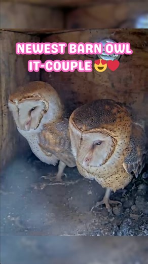 BREAKING NEWS: A new power couple has taken over the owl box🦉💖🦉 The owl world’s newest it-couple is ready for their close-up 😅 Our Fairy Owlet Mother, Stacey, has shared that in all the years of streaming barn owls, this might be the most beautiful pair she’s ever seen and honestly, we see it too 😍 And just in time for Valentine’s season, Maple Dash might be our favorite owl valentine pairing yet! ❤️ Now comes the exciting part. Barn owl pairs typically bond, mate, and then the female lays 