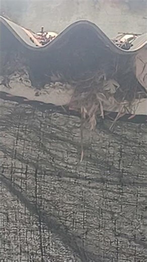 #feedingfood #birds #love #shorts