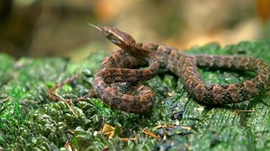 56K views · 73 shares | The brown spotted pit viper is a venomous snake that is endemic to China and Southeast Asia. Males can reach a maximum length of 112 centimeters while females can reach 116 centimeters. For more: https://news.cgtn.com/news/3d3d514e7a4d444e34457a6333566d54/index.html | CGTN | Facebook