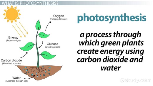 Photosynthesis | Function & Purpose - Video | Study.com