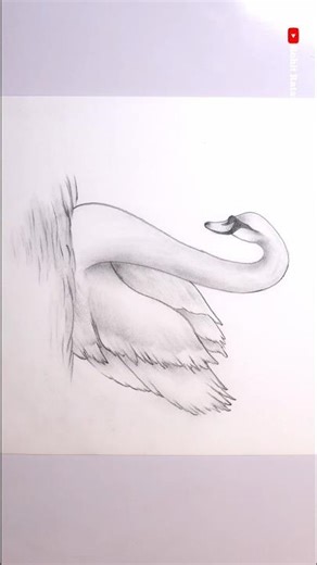 swan pencil drawing and shading / rohit ratan arts