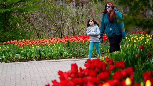 Avondale demographics, education and health