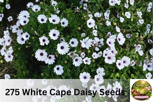 White Cape Daisy Seeds | Osteospermum Ecklonis, African Daisy, Easy Grow Flower - Etsy