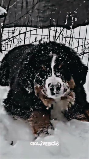 Cute Dog Transformation ☠️