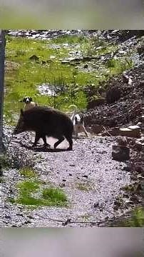 Epic Chase! 🐗 4 Hounds vs. 1 Massive Boar! #Shorts