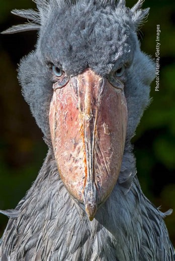 Surprising Facts About Extinct Terror Birds