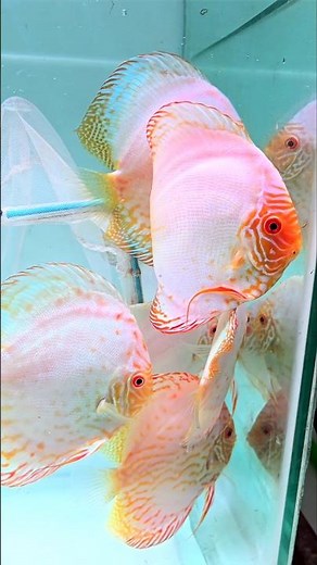 White Butterfly 🦋 Discus Fish #rare #aquarium #discusfish #discuslovers #fishtank #aquaticlife