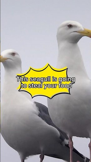 Want to Know Why Seagulls are Watching You? Here Watch this Video! Or They Gonna Steal your Food!