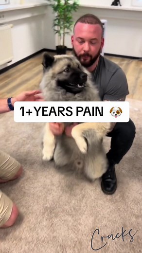 Chiropractor Treats Cats and Dogs: Fun Animal Adjustments