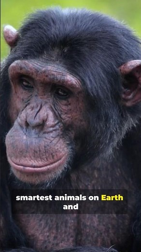 Chimp Facts