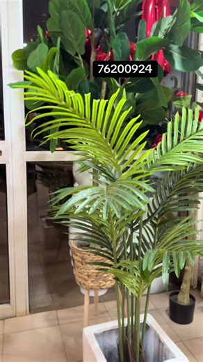 #planteartificielle #ouagadougou #ficus #palmier #olivier