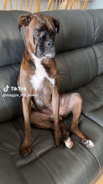 Adorable Dogs from TikTok That Will Melt Your Heart