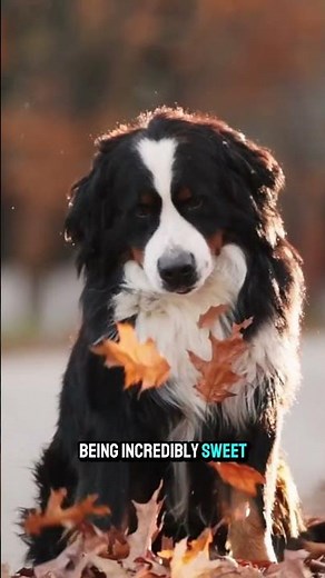 The Bernese Mountain Dog A Fluffy Cart Puller! 🏔️ #BerneseMountainDog #FluffyDog #CartPuller